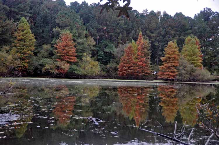 fall foliage